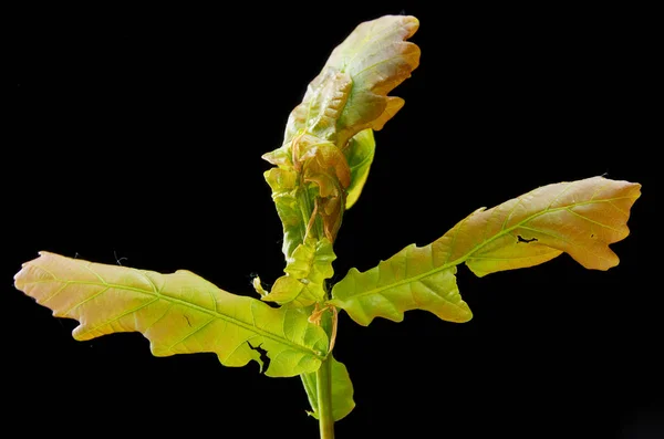 黑暗背景上的病植物。在橡树蜘蛛虫的叶子上. — 图库照片