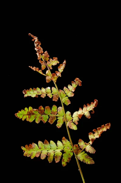 Sick ormbunke blad på en mörk bakgrund. Sjuka växten. — Stockfoto