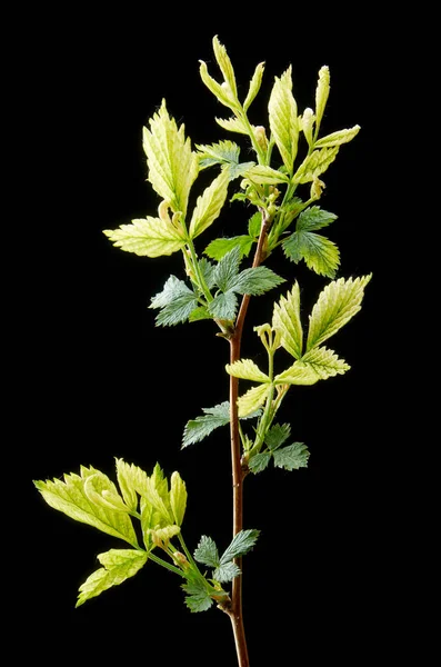 Kranker Zweig von Frühlings-Himbeeren auf dunklem Hintergrund. Pflanzenkrankheit kranke grüne Blätter. — Stockfoto