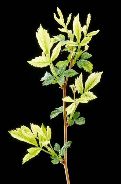 Ramo doente de framboesas de primavera em um fundo escuro. Doença vegetal. Folhas verdes doentes . — Fotografia de Stock
