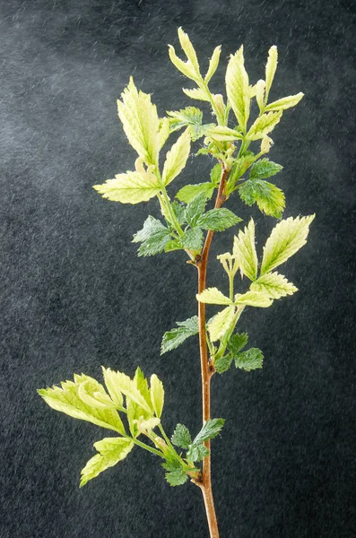 Sick branch of spring raspberries with water drops on a dark background. Plant disease. Sick green leaves.