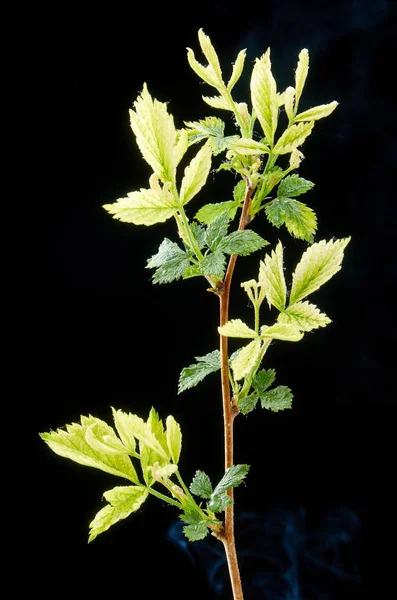 Kranker Zweig von Frühlings-Himbeeren auf dunklem Hintergrund. Pflanzenkrankheit kranke grüne Blätter. — Stockfoto