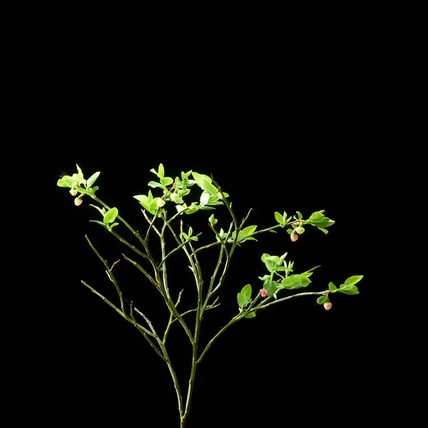 Arbusto de mirtilo com bagas verdes em um fundo escuro . — Fotografia de Stock