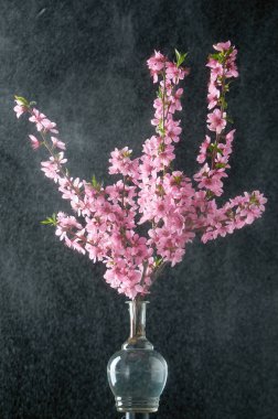 Su damlaları siyah arka plan ile Kiraz dal