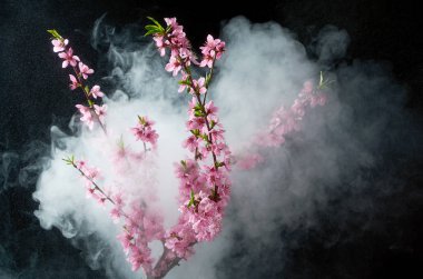 Siyah arka plan üzerinde duman ve su damlaları kiraz çiçekleri Sprig