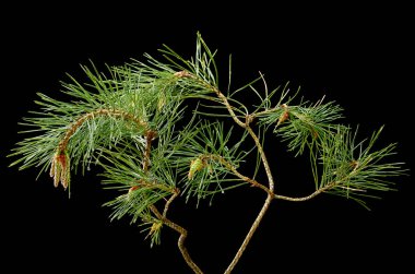 Koyu bir arka plan üzerinde çam dalı