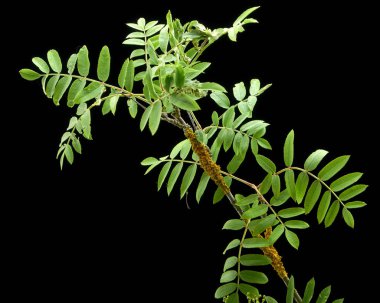 Yeşil ağaç şube siyah izole