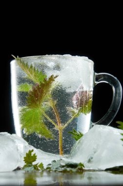 Siyah arka planda ısırgan ve buz yaprakları ile tıbbi Isırgan Çayı fincan