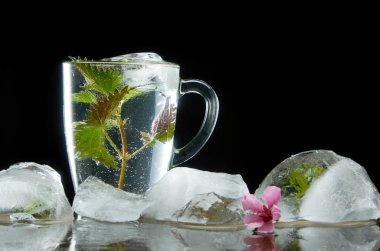 Siyah arka planda ısırgan ve buz yaprakları ile tıbbi Isırgan Çayı fincan