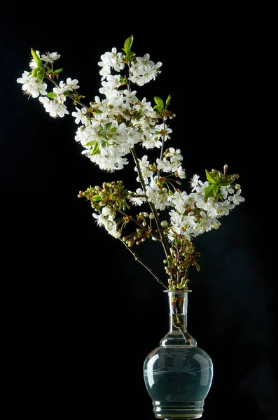Rígido de flores de cereja branca florescendo no fundo preto — Fotografia de Stock