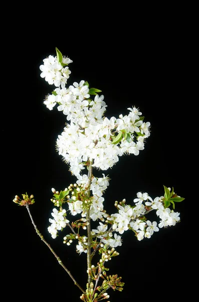 Kvist blommande vita körsbär blommar på svart bakgrund — Stockfoto