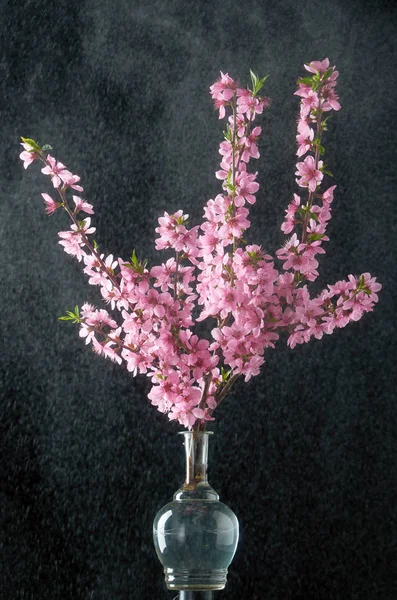 Galho de cereja com gotas de água fundo preto — Fotografia de Stock