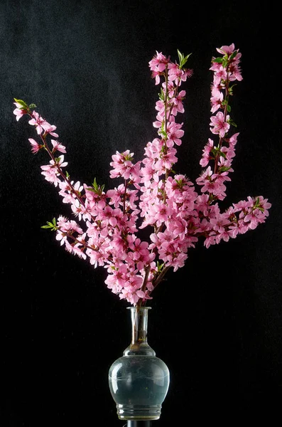 Galho de cereja com gotas de água fundo preto — Fotografia de Stock