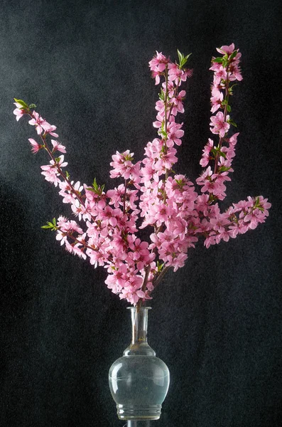 Galho de cereja com gotas de água fundo preto — Fotografia de Stock