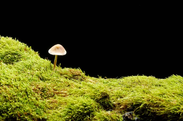 Niet-eetbare paddenstoel groeit in het mos op een zwarte achtergrond — Stockfoto