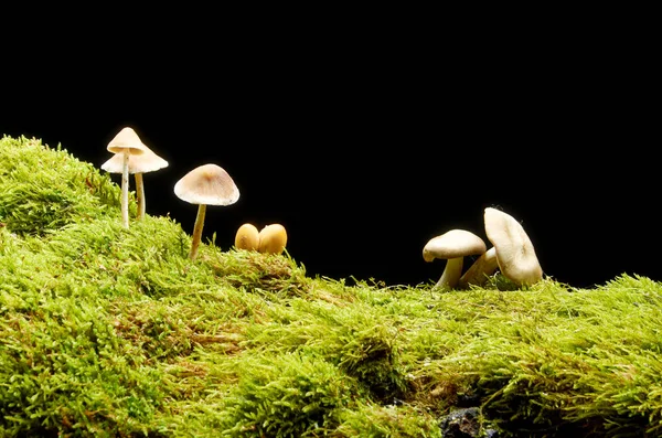 Paddestoelen op groen mos op een donkere achtergrond. — Stockfoto