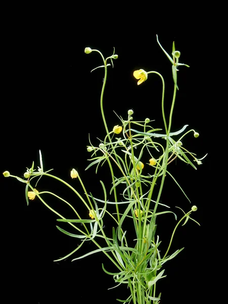 Tekstura kwiatu Buttercup na czarnym tle — Zdjęcie stockowe