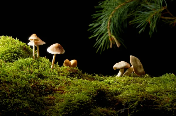 Paddestoelen op groen mos op donkere achtergrond met zon . — Stockfoto