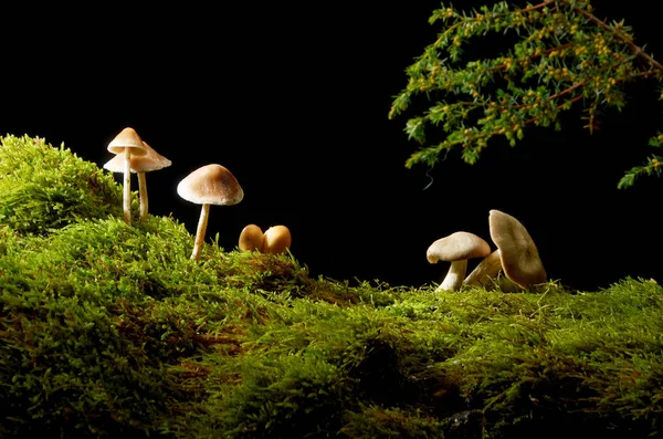 Cogumelos no musgo verde no fundo escuro com sol  . — Fotografia de Stock
