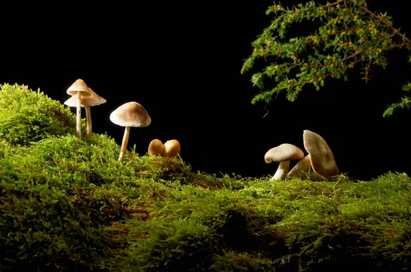 Pilze auf grünem Moos auf dunklem Hintergrund mit Sonne . — Stockfoto