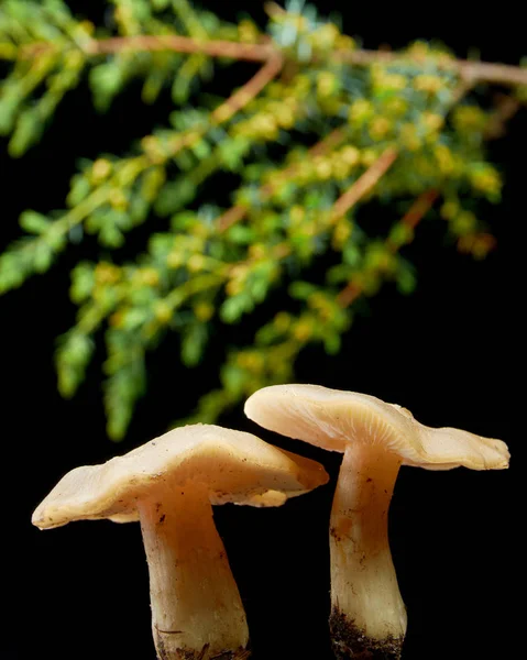 Inedible seta venenosa y rama de enebro sobre fondo negro — Foto de Stock