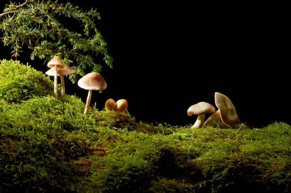 Paddestoelen op groen mos op donkere achtergrond met zon . — Stockfoto