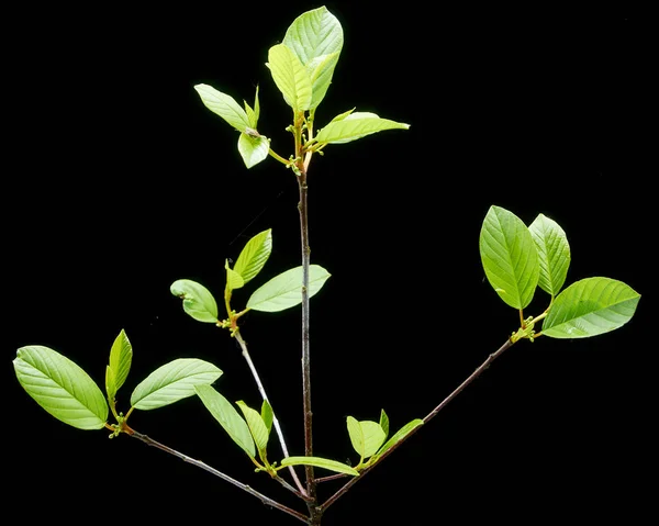Textura verde ramas jóvenes del saúco sobre un fondo negro — Foto de Stock