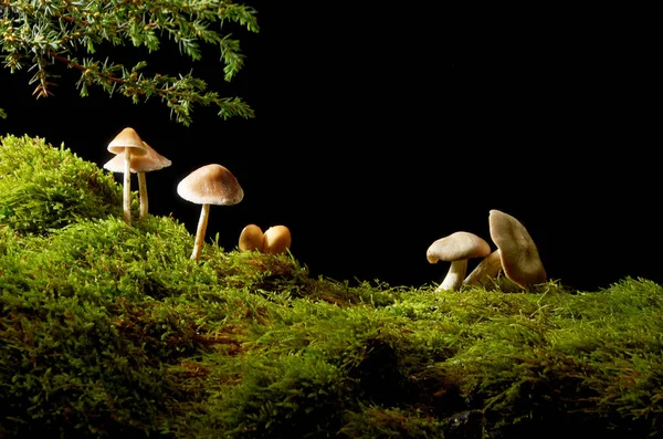 Paddestoelen onder een jenever tak in een weide van groen mos. — Stockfoto