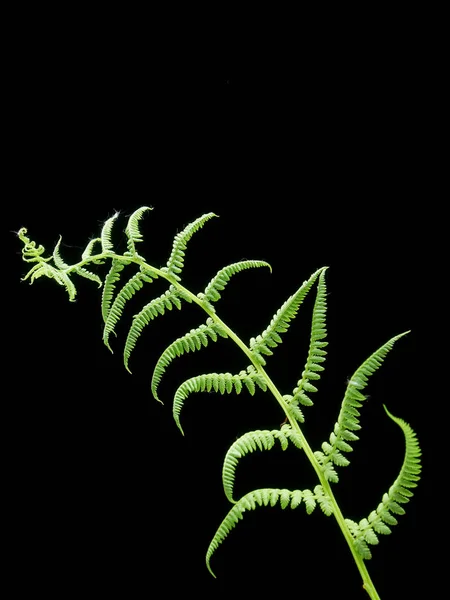 Fresh branch of a fern on a black background — Stock Photo, Image