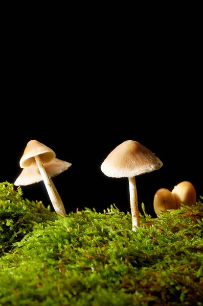 Champiñones sobre musgo verde sobre fondo oscuro . — Foto de Stock