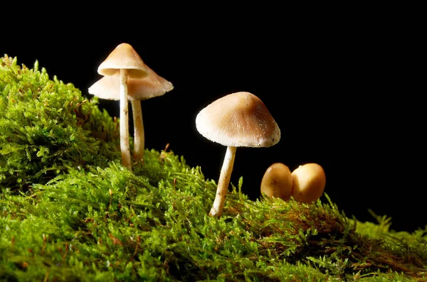 Champiñones sobre musgo verde sobre fondo oscuro . — Foto de Stock