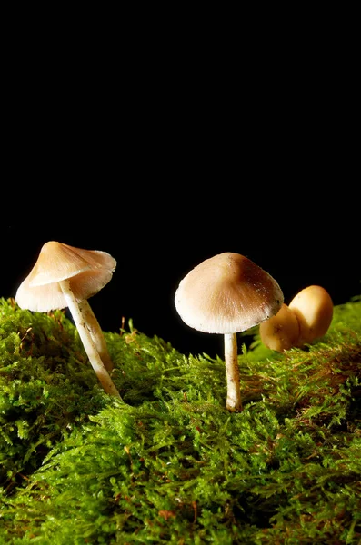 Champiñones sobre musgo verde sobre fondo oscuro . — Foto de Stock