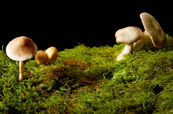 Champiñones sobre musgo verde sobre fondo oscuro . — Foto de Stock