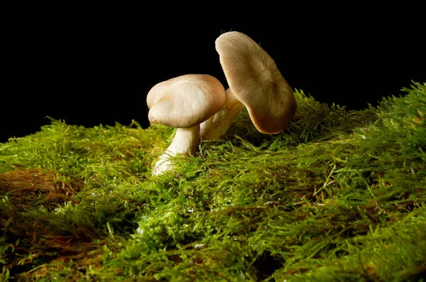 黑暗背景上的绿色苔藓上的蘑菇. — 图库照片