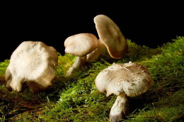 Champiñones sobre musgo verde sobre fondo oscuro . — Foto de Stock