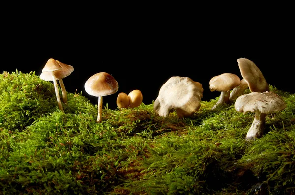 Paddestoelen op groen mos op een donkere achtergrond. — Stockfoto