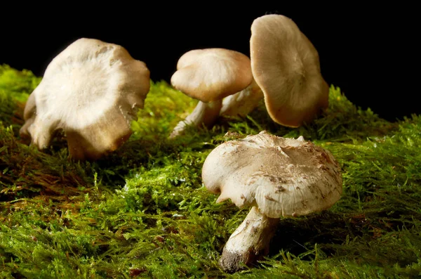 Champiñones sobre musgo verde sobre fondo oscuro . — Foto de Stock