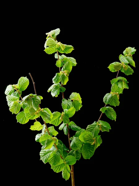 Ungenießbarer Pilz wächst im Moos auf schwarzem Hintergrund — Stockfoto