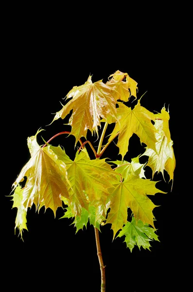 Ellow green maple tree branch against a dark background . — Stock Photo, Image