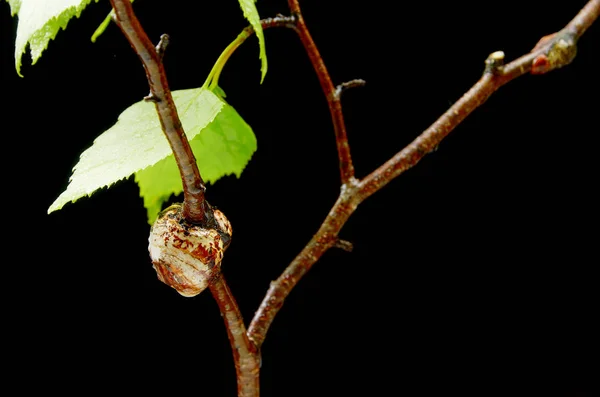 Betegség egy fiatal nyírfa ága a fekete háttér — Stock Fotó