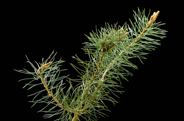 Pine branch on a dark background — Stock Photo, Image