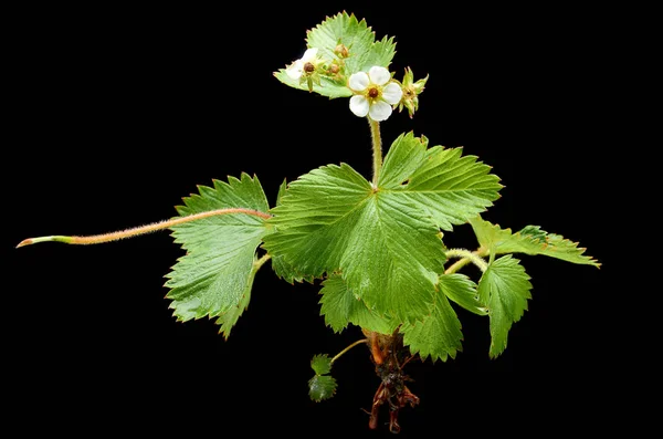 Doku siyah arka planda çilek Bush olduğunu — Stok fotoğraf