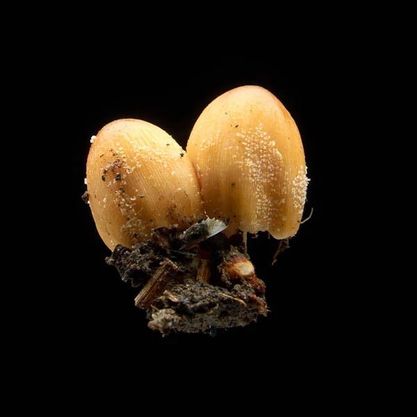 Cogumelos venenosos não comestíveis sobre um fundo preto — Fotografia de Stock