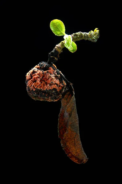 Maçã podre seca coberta de mofo em um galho jovem com folhas em um fundo preto — Fotografia de Stock