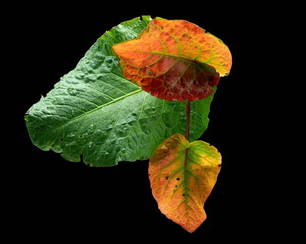 Feuilles d'arbre sur fond sombre — Photo