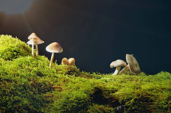 Paddestoelen op groen mos op donkere achtergrond met zon . — Stockfoto