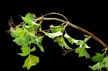 karanlık bir arka planda Viburnum hasta genç dalları