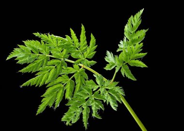 Karanlık arka planda genç silaum silauus yaprağı