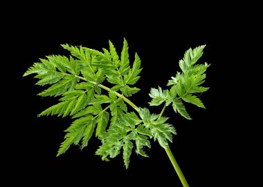 Karanlık arka planda genç silaum silauus yaprağı