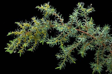 karanlık bir arka planda güzel ardıç şube